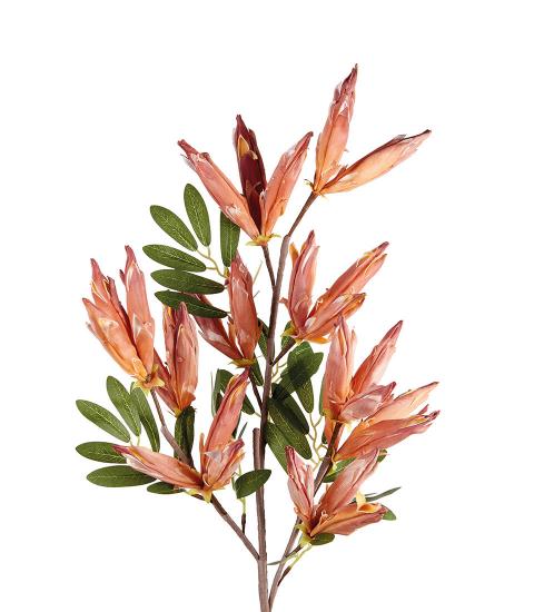 ANIGOZANTHOS COD. 1P222